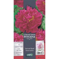 PAEONIA lactiflora 'Louis...