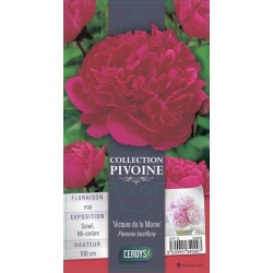 PAEONIA lactiflora...