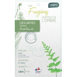 CHEILANTHES lanosa C1L
