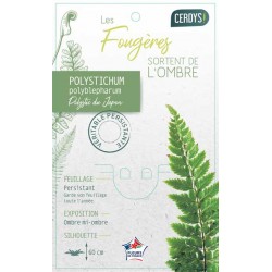 POLYSTICHUM polyblepharum C1L