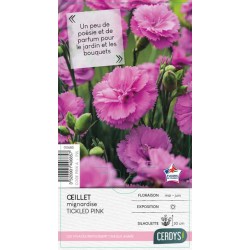 DIANTHUS Scent First®...