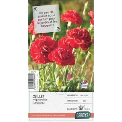 DIANTHUS Scent First®...