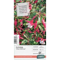 FUCHSIA 'Frau Alice...