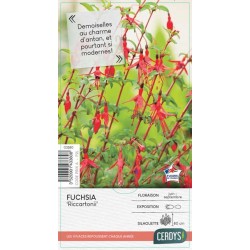 FUCHSIA 'Riccartonii' C2L-RC