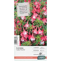 FUCHSIA 'Lady Thumb'...
