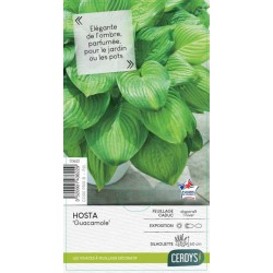HOSTA 'Guacamole' C2L-RC