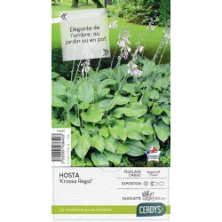 HOSTA 'Krossa Regal' C2L-RC