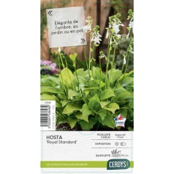 HOSTA 'Royal Standard' C2L-RC