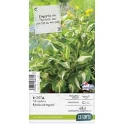HOSTA undulata 'Variegata'...