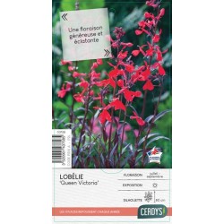 LOBELIA 'Queen Victoria'...