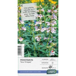 PENSTEMON 'Sour Grapes' C2L-RC