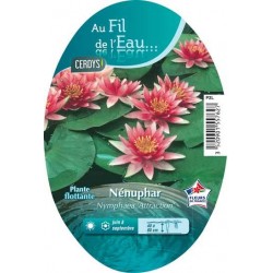 NYMPHAEA 'Attraction' PAN2L