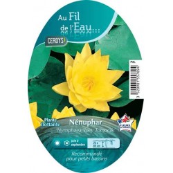 NYMPHAEA 'Joey Tomocik'...