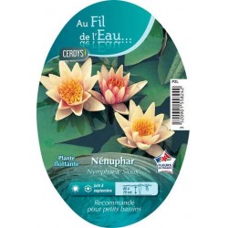 NYMPHAEA 'Sioux' PAN2L