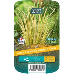 ACORUS gramineus 'Ogon' C3L