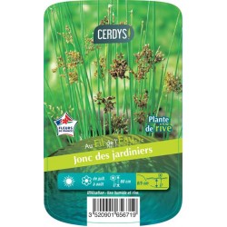 JUNCUS inflexus brun C3L