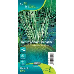 ACORUS calamus 'Variegatus' G9
