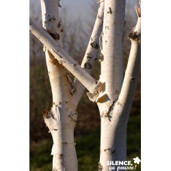 BETULA utilis FF BALIV...