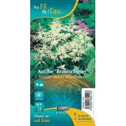 ASTILBE arendsii...