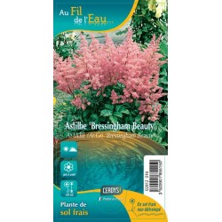 ASTILBE arendsii...