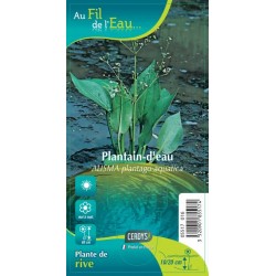 ALISMA plantago-aquatica...