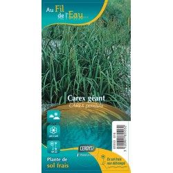 CAREX pendula G9