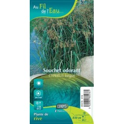 CYPERUS longus G9