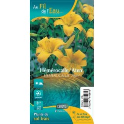 HEMEROCALLIS 'Aten' G9