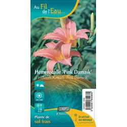 HEMEROCALLIS 'Pink Damask' G9