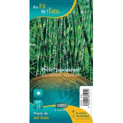 EQUISETUM 'Japonicum' G9