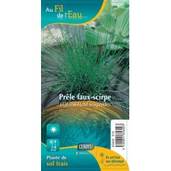 EQUISETUM scirpoides G9