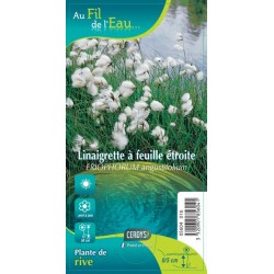 ERIOPHORUM angustifolium G9