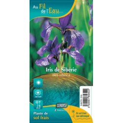 IRIS sibirica blanc et bleu G9