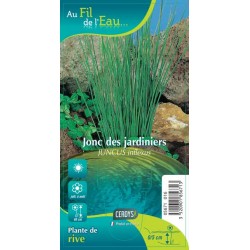 JUNCUS inflexus brun G9