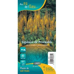 LIGULARIA przewalskii jaune G9