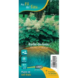ARUNCUS dioicus blanc G9