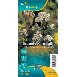 AGERATINA altissima...