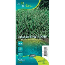 PHALARIS arundinacea...