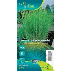 PHRAGMITES australis...