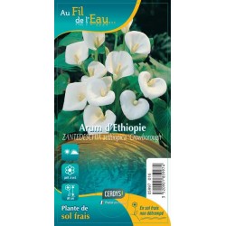 ARUM 'Crowborough' blanc G9