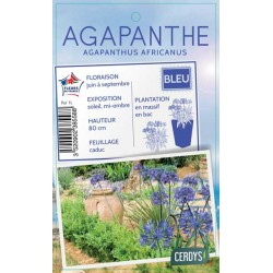 AGAPANTHUS africanus bleu C1L