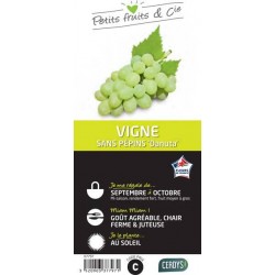 VIGNE 'Danuta' TUT C1.5L