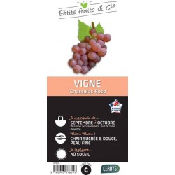 VIGNE 'Chasselas Rose' TUT...