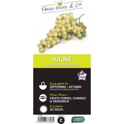 VIGNE 'Dattier de Beyrouth'...