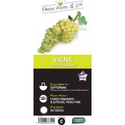 VIGNE 'Chasselas Dore' TUT...
