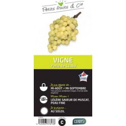 VIGNE 'Perle de Csaba' TUT...