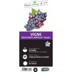 VIGNE Ampelia® 'Aladin' TUT...