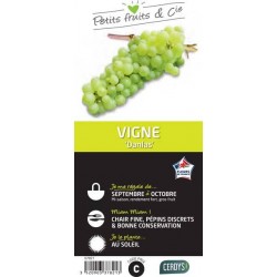 VIGNE 'Danlas' TUT C1.5L