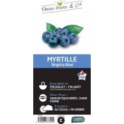 MYRTILLIER 'Brigitta Blue'...