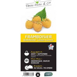 FRAMBOISIER 'Golden...